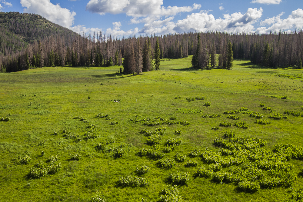 View of the meadow and Spruce covered knoll where the proposed development site will be.