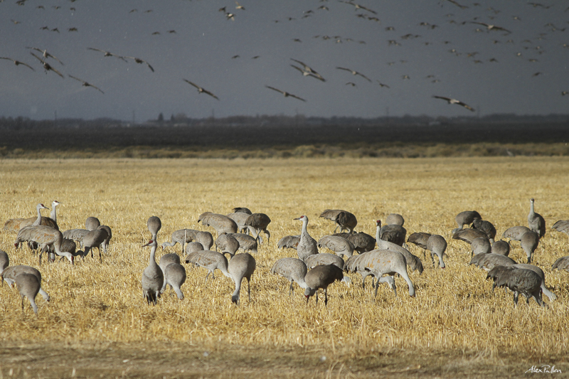 The Great Sand Hill Cranes