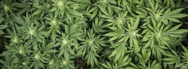 Colorado Medical and Recriational Marijuana Plants