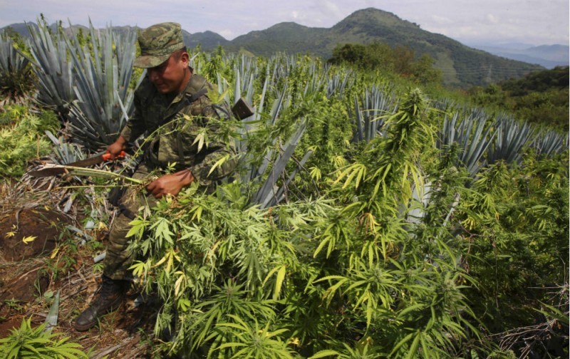 How legal U.S. weed is decreasing Mexico cartel profits