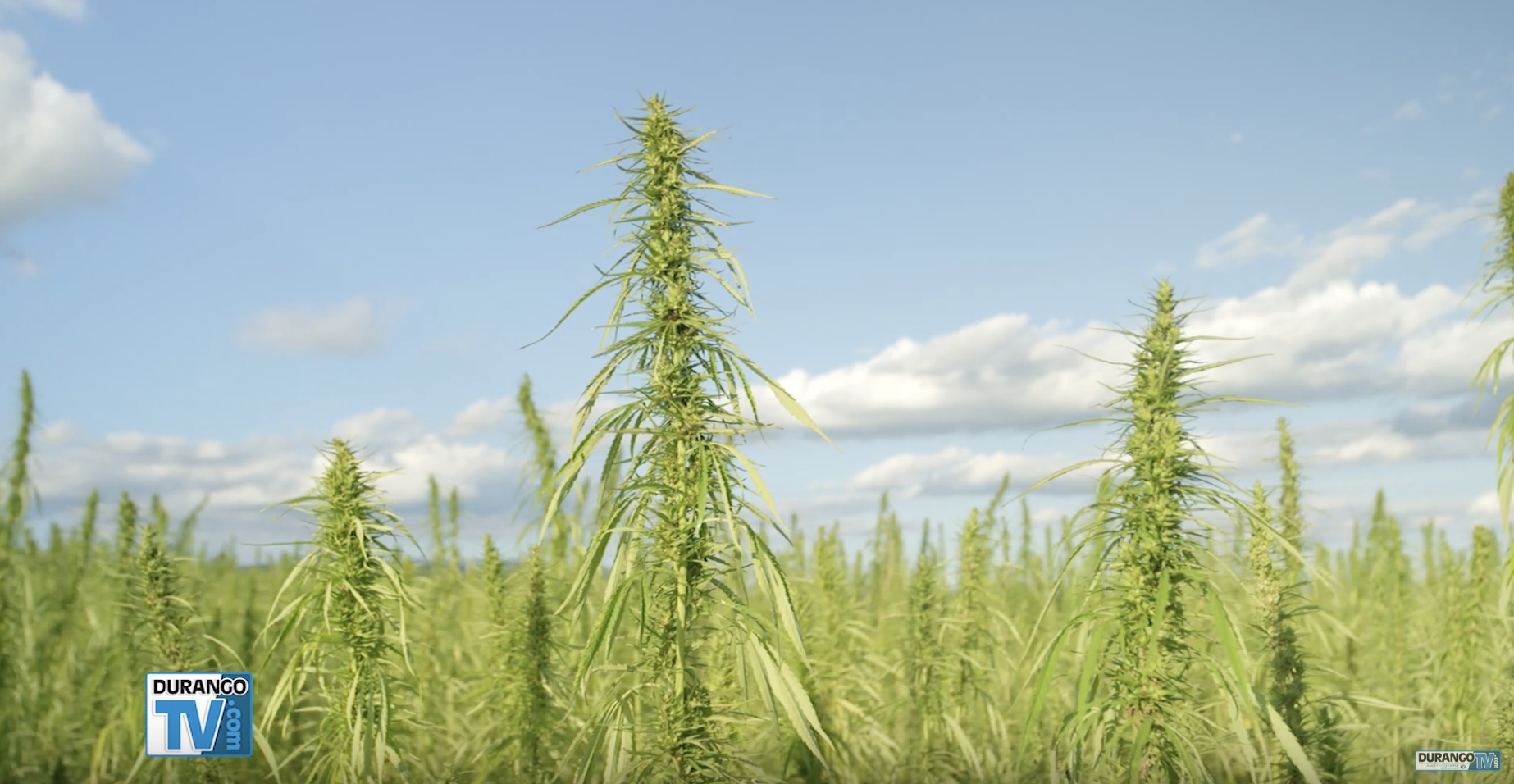 Hemp Farmer Wants More Markets for Miracle Plant