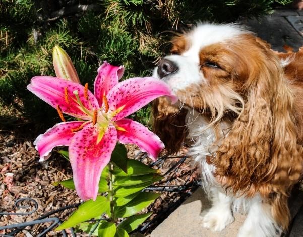 Bailey’s Bits: “Life is like a flower…”