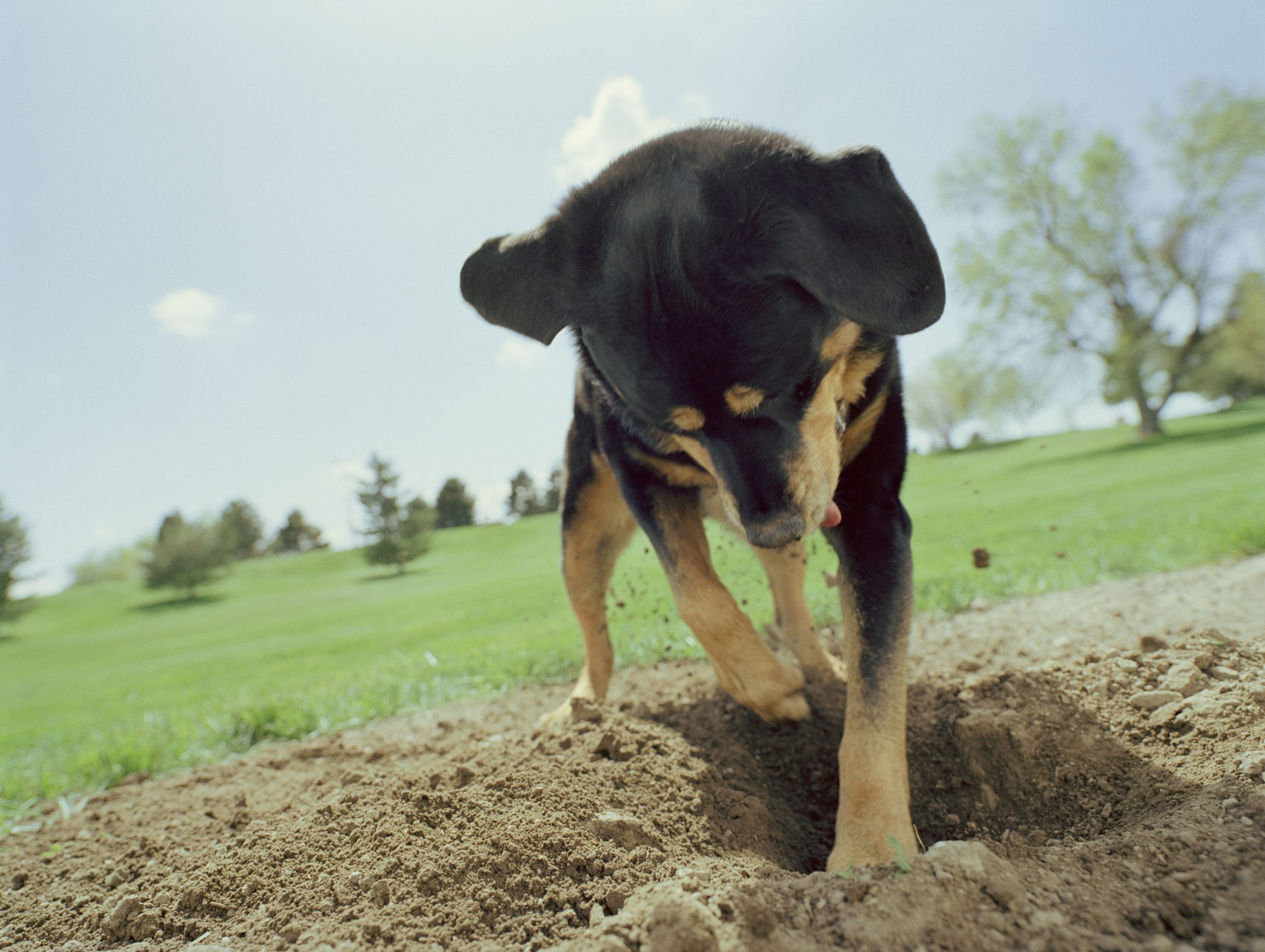 Why do dogs bury bones?