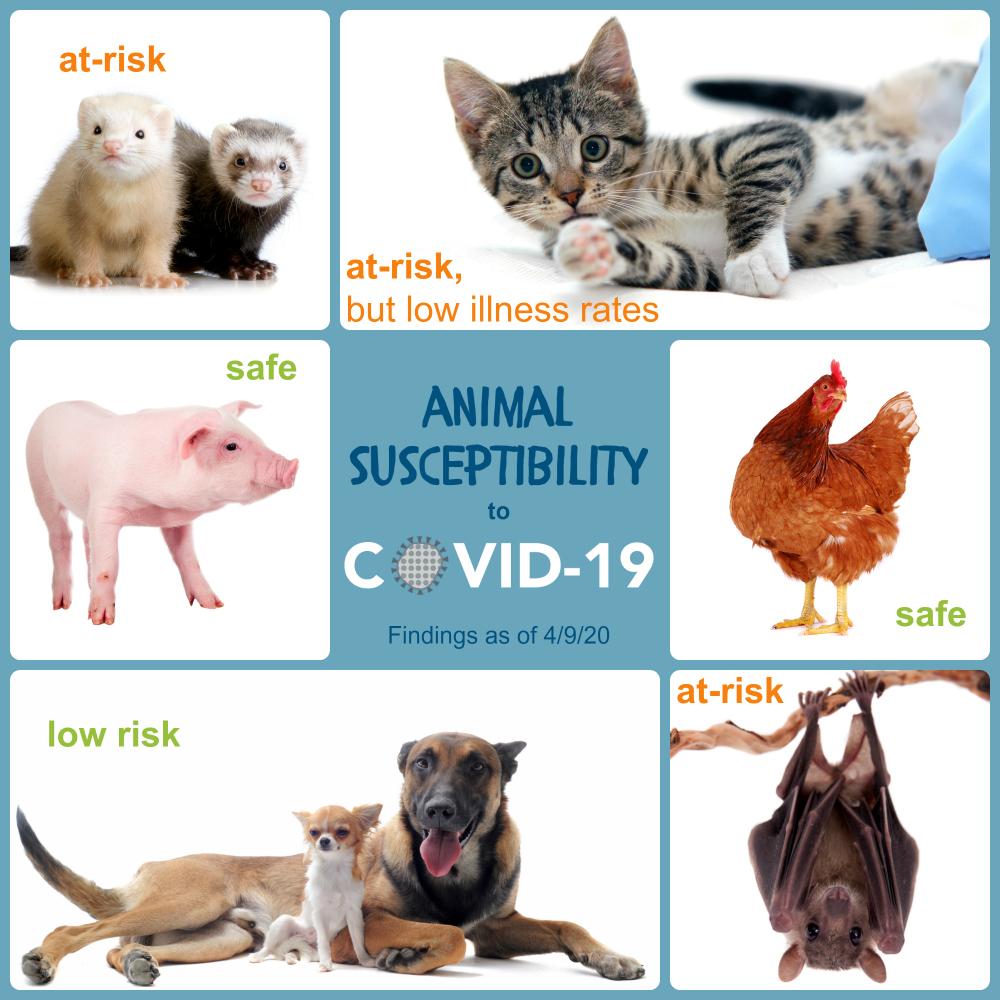 The type and frequency of animals coming down with COVID is trying to tell us something